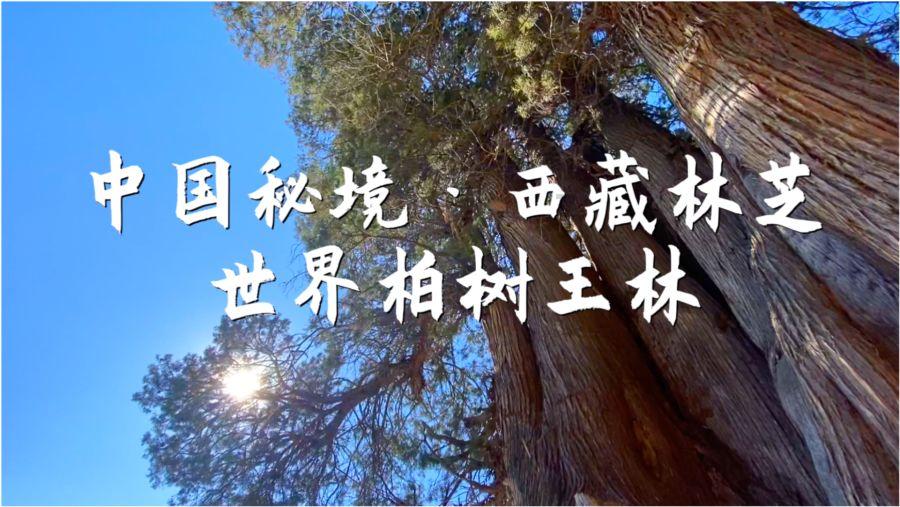 （新春走基层）“中原侨乡”河南固始龙窑年货大集市开集